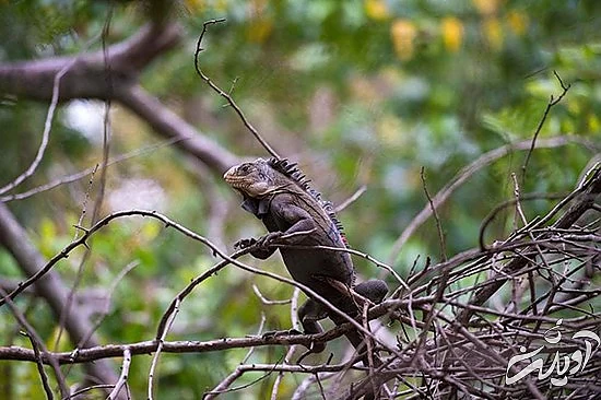 تصاویر منتخب حیات وحش در یک هفته تصاویر منتخب حیات وحش در یک هفته